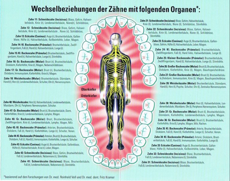 Zahn-Organ-Beziehung - Ganzheitliche Zahnarztpraxis Dr. Heike Kretschmar