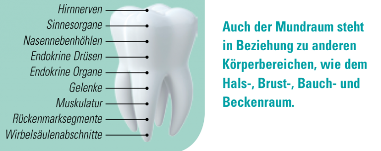 Wie Viele Löcher Im Zahn Sind Normal Zahn-Organ-Beziehung - Ganzheitliche Zahnarztpraxis Dr. Heike Kretschmar